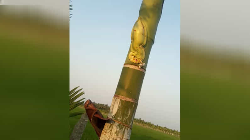 ಹೊನ್ನಾಳಿ ತಾಲೂಕಿನ ಅರೆಹಳ್ಳಿ ಗ್ರಾಮದ ರೈತರ ತೋಟದ ಅಡಿಕೆ ಗಿಡದಲ್ಲಿ ಕಂಡು ಬಂದ ದೃಶ್ಯವಿದು. ನೈಸರ್ಗಿಕವಾಗಿ ಪೃಕೃತಿಯ ವಿಸ್ಮಯವನ್ನು ನೋಡಿ ಗ್ರಾಮಸ್ಥರು ಅಚ್ಚರಿ ಪಟ್ಟಿದ್ದಾರೆ.