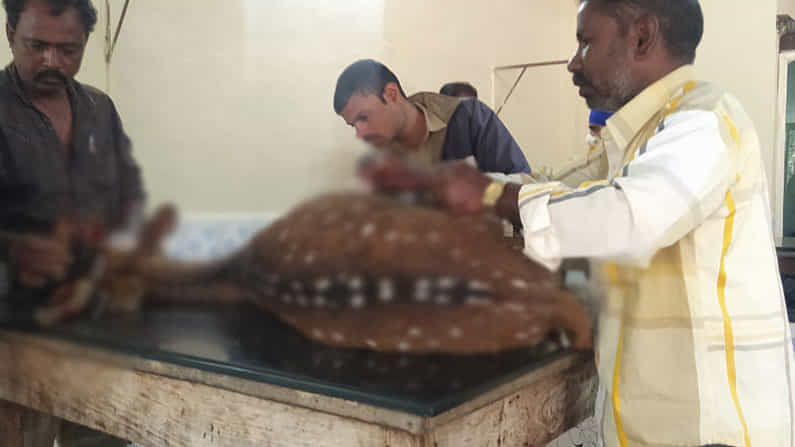 ಬದುಕಿತು ಬಡಜೀವ: ನಾಯಿಗಳ ದಾಳಿಯಿಂದ ಜಿಂಕೆಯನ್ನು ರಕ್ಷಿಸಿದ ಧಾರವಾಡ ಅರಣ್ಯ ಇಲಾಖೆ ಅಧಿಕಾರಿಗಳು ಬದುಕಿತು ಬಡಜೀವ: ನಾಯಿಗಳ ದಾಳಿಯಿಂದ ಜಿಂಕೆಯನ್ನು ರಕ್ಷಿಸಿದ ಧಾರವಾಡ ಅರಣ್ಯ ಇಲಾಖೆ ಅಧಿಕಾರಿಗಳು
