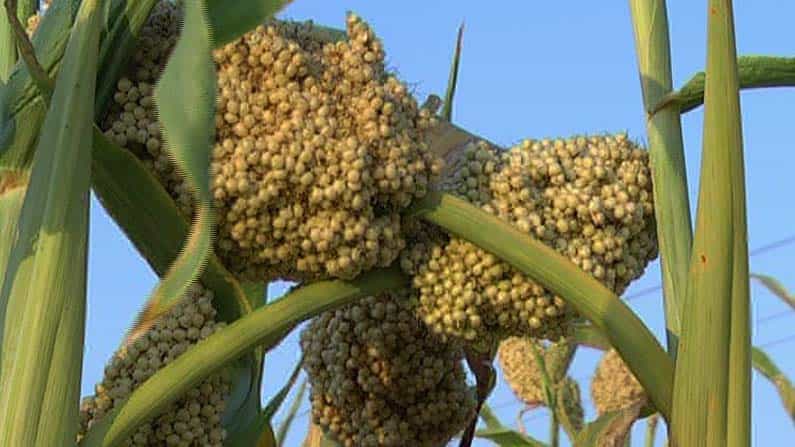 ಅಚ್ಚರಿಗೆ ಕಾರಣವಾದ ಕಲಬುರಗಿ ಜೋಳ ಬೆಳೆ: ಜೋಳದ ಬೀಜಕ್ಕೆ ಬಂತು ಬಲು ಡಿಮ್ಯಾಂಡ್ ಅಚ್ಚರಿಗೆ ಕಾರಣವಾದ ಕಲಬುರಗಿ ಜೋಳ ಬೆಳೆ: ಜೋಳದ ಬೀಜಕ್ಕೆ ಬಂತು ಬಲು ಡಿಮ್ಯಾಂಡ್
