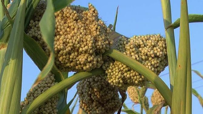 ಅಚ್ಚರಿಗೆ ಕಾರಣವಾದ ಕಲಬುರಗಿ ಜೋಳ ಬೆಳೆ: ಜೋಳದ ಬೀಜಕ್ಕೆ ಬಂತು ಬಲು ಡಿಮ್ಯಾಂಡ್ ಅಚ್ಚರಿಗೆ ಕಾರಣವಾದ ಕಲಬುರಗಿ ಜೋಳ ಬೆಳೆ: ಜೋಳದ ಬೀಜಕ್ಕೆ ಬಂತು ಬಲು ಡಿಮ್ಯಾಂಡ್