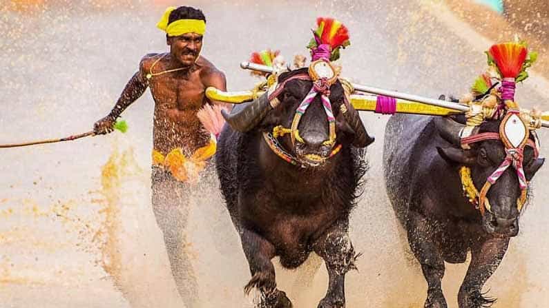 ಪ್ರವಾಸೋದ್ಯಮ ಇಲಾಖೆಯಿಂದ ಕಂಬಳಕ್ಕೆ ಉಡುಗೊರೆ; 1 ಕೋಟಿ ರೂ. ಸಹಾಯಧನ ಬಿಡುಗಡೆ ಪ್ರವಾಸೋದ್ಯಮ ಇಲಾಖೆಯಿಂದ ಕಂಬಳಕ್ಕೆ ಉಡುಗೊರೆ; 1 ಕೋಟಿ ರೂ. ಸಹಾಯಧನ ಬಿಡುಗಡೆ