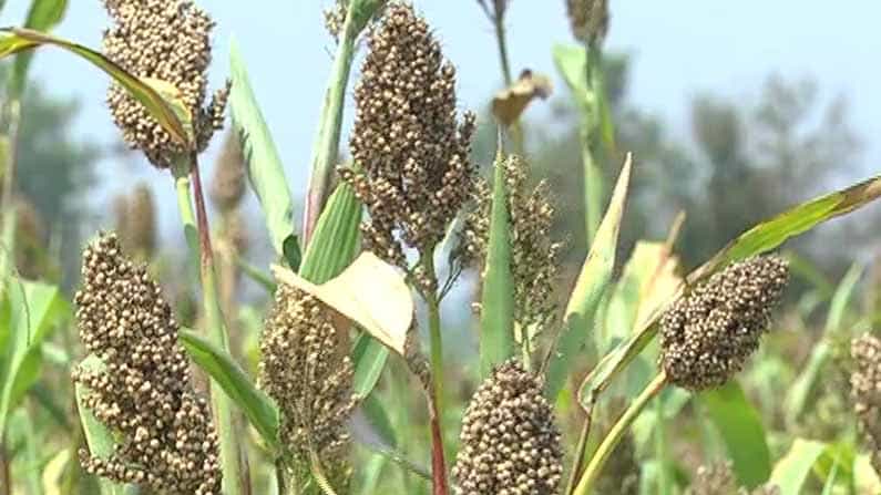 ಕಪ್ಪು ಬಣ್ಣಕ್ಕೆ ತಿರುಗಿದ ಮೆಕ್ಕೆ ಜೋಳ; ಅಕಾಲಿಕ ಮಳೆಯಿಂದ ಹಾವೇರಿ ರೈತರು ಕಂಗಾಲು ಕಪ್ಪು ಬಣ್ಣಕ್ಕೆ ತಿರುಗಿದ ಮೆಕ್ಕೆ ಜೋಳ; ಅಕಾಲಿಕ ಮಳೆಯಿಂದ ಹಾವೇರಿ ರೈತರು ಕಂಗಾಲು