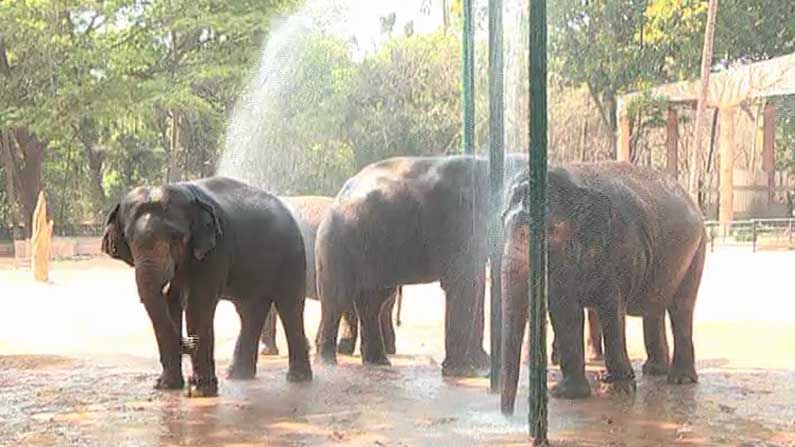 ಮೈಸೂರು ಮೃಗಾಲಯದ ಪ್ರಾಣಿಗಳಿಗಾಗಿ ಬಂತು ಶವರ್​: ಅಧಿಕಾರಿಗಳ ಈ ಕ್ರಮಕ್ಕೆ ಸಾರ್ವಜನಿಕರಿಂದ ಭಾರೀ ಮೆಚ್ಚುಗೆ