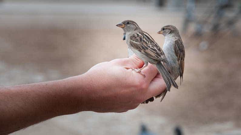 World Sparrow Day 2021: ಅಮ್ಮ ಒಣಗಿಸಲಿಡುತ್ತಿದ್ದ ಧಾನ್ಯಗಳಿಗೆ ನಾನೇ ಕಾವಲುಗಾರ! ಗುಬ್ಬಚ್ಚಿಗಳು ಅದೆಷ್ಟು ಶಪಿಸುತ್ತಿದ್ದವೋ ನನ್ನ!! World Sparrow Day 2021: ಅಮ್ಮ ಒಣಗಿಸಲಿಡುತ್ತಿದ್ದ ಧಾನ್ಯಗಳಿಗೆ ನಾನೇ ಕಾವಲುಗಾರ! ಗುಬ್ಬಚ್ಚಿಗಳು ಅದೆಷ್ಟು ಶಪಿಸುತ್ತಿದ್ದವೋ ನನ್ನ!!