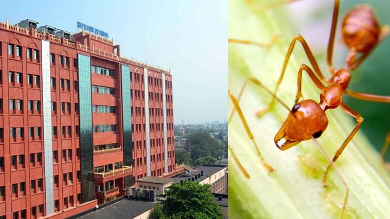 ಕೊರೊನಾ ಕಡಿಮೆ ಮಾಡಲು ಕೆಂಪಿರುವೆಯ ಚಟ್ನಿ; ಅರ್ಜಿ ತಿರಸ್ಕರಿಸಿದ ಒಡಿಶಾ ಹೈಕೋರ್ಟ್