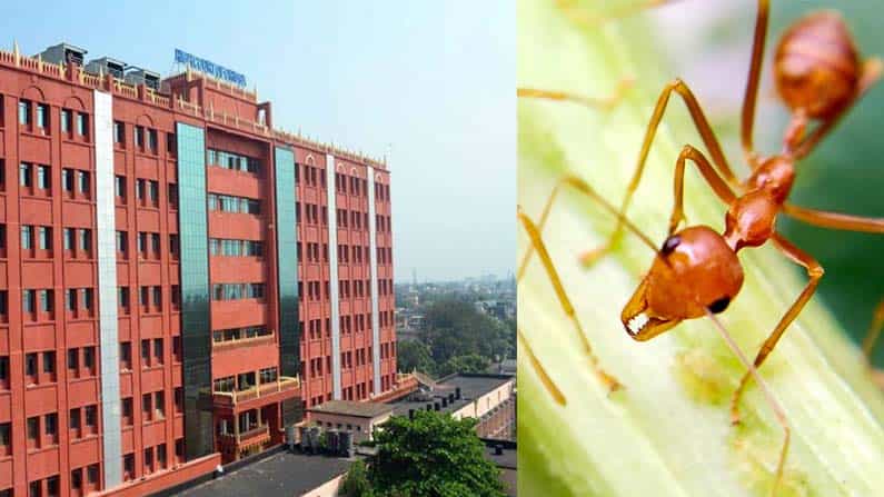 ಕೊರೊನಾ ಕಡಿಮೆ ಮಾಡಲು ಕೆಂಪಿರುವೆಯ ಚಟ್ನಿ; ಅರ್ಜಿ ತಿರಸ್ಕರಿಸಿದ ಒಡಿಶಾ ಹೈಕೋರ್ಟ್ ಕೊರೊನಾ ಕಡಿಮೆ ಮಾಡಲು ಕೆಂಪಿರುವೆಯ ಚಟ್ನಿ; ಅರ್ಜಿ ತಿರಸ್ಕರಿಸಿದ ಒಡಿಶಾ ಹೈಕೋರ್ಟ್