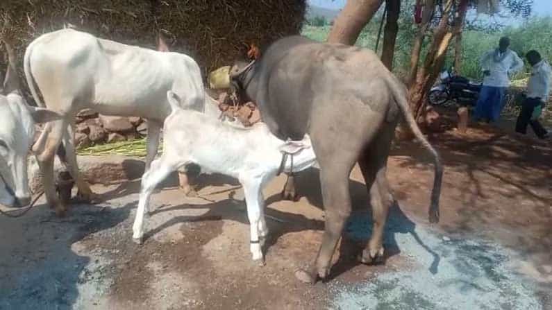 ಆಕಳು ಕರುವಿಗೆ ಹಾಲುಣಿಸಿ ಮುದ್ದು ಮಾಡಿದ ಎಮ್ಮೆ; ಬಾಗಲಕೋಟೆಯಲ್ಲೊಂದು ಅಪರೂಪದ ಘಟನೆ