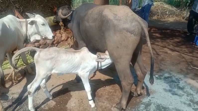 A Buffalo feed milk to cow calf