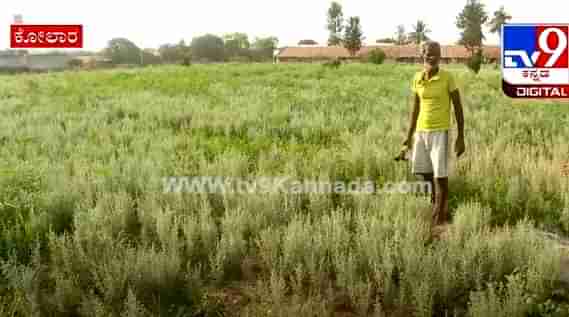 ವಿದೇಶಕ್ಕೆ ಸುವಾಸೆನೆಯ ದ್ರವ್ಯ ರಫ್ತು: ಕೋಲಾರದಲ್ಲಿ ಘಮಘಮಿಸುವ ದವನ ಬೆಳೆದು ಲಕ್ಷ ಲಕ್ಷ ಗಳಿಸುತ್ತಿರುವ ರೈತರು