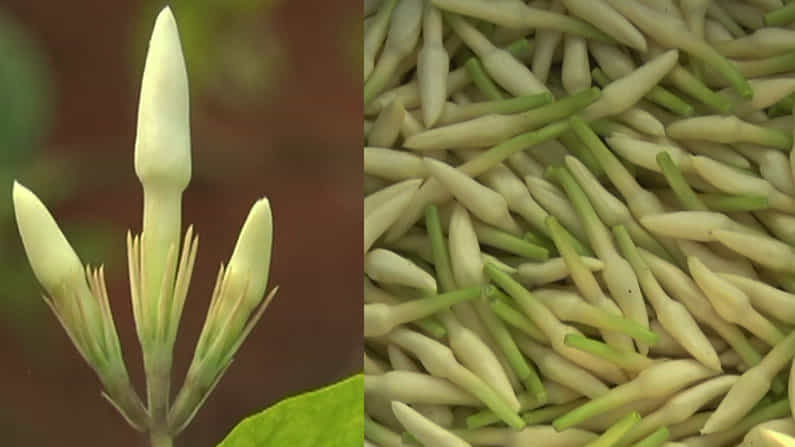 ಕೊರೊನಾ ಆಘಾತ; ಶಂಕರಪುರ ಮಲ್ಲಿಗೆ ದರ ಕುಸಿತ, ಕೃಷಿಕರು ಕಂಗಾಲು ಕೊರೊನಾ ಆಘಾತ; ಶಂಕರಪುರ ಮಲ್ಲಿಗೆ ದರ ಕುಸಿತ, ಕೃಷಿಕರು ಕಂಗಾಲು