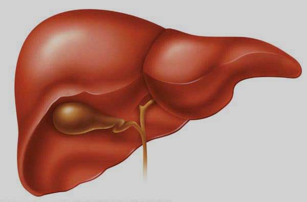 World Liver Day 2021: ಲಿವರ್ ಆರೋಗ್ಯವನ್ನು ಕಾಪಾಡಿಕೊಳ್ಳುವುದು ಹೇಗೆ?