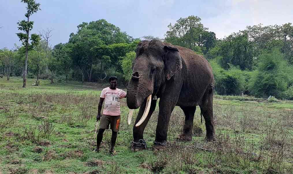 Minister arvind limbavali orders to release elephant kusha into forest from dubare camp 2