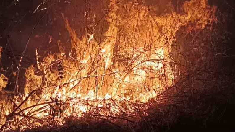 ಮಿಜೋರಾಂನಲ್ಲಿ ಭೀಕರ ಕಾಡ್ಗಿಚ್ಚು; ಕೇಂದ್ರದಿಂದ ನೆರವು ಕೋರಿದ ಮುಖ್ಯಮಂತ್ರಿ ಮಿಜೋರಾಂನಲ್ಲಿ ಭೀಕರ ಕಾಡ್ಗಿಚ್ಚು; ಕೇಂದ್ರದಿಂದ ನೆರವು ಕೋರಿದ ಮುಖ್ಯಮಂತ್ರಿ