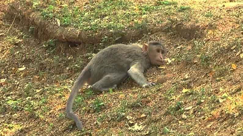 ಇಂಗ್ಲೆಂಡ್​ನಲ್ಲಿ ಮಂಕಿಪಾಕ್ಸ್ ಪ್ರಕರಣ ಪತ್ತೆ; ಏನಿದು ಹೊಸ ಖಾಯಿಲೆ? ಇಲ್ಲಿದೆ ವಿವರ