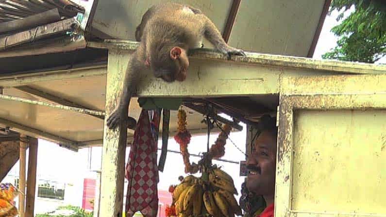 ಹಾವೇರಿ: ಬೆಳಗಾಗುತ್ತಲೆ ಪಾನ್ ಶಾಪ್ಗೆ ಹಾಜರಾಗುವ ಕೆಂಪು ಮಂಗಗಳು: ಯಾಕೆ ಗೊತ್ತಾ?