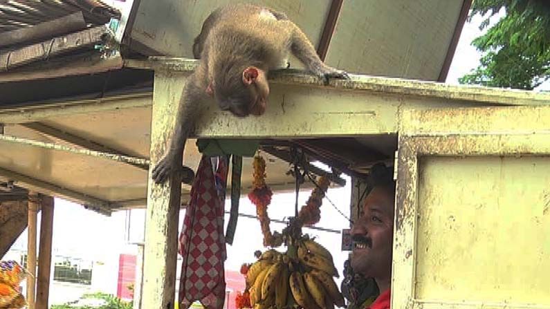 ಹಾವೇರಿ: ಬೆಳಗಾಗುತ್ತಲೆ ಪಾನ್ ಶಾಪ್​ಗೆ ಹಾಜರಾಗುವ ಕೆಂಪು ಮಂಗಗಳು: ಯಾಕೆ ಗೊತ್ತಾ?