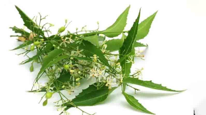 Neem Benefits: ಕೊರೊನಾ ಸೋಂಕು ತಡೆಗಟ್ಟಲು ಕಹಿಬೇವು ಪರಿಣಾಮಕಾರಿ; ಅಧ್ಯಯನ ವರದಿ