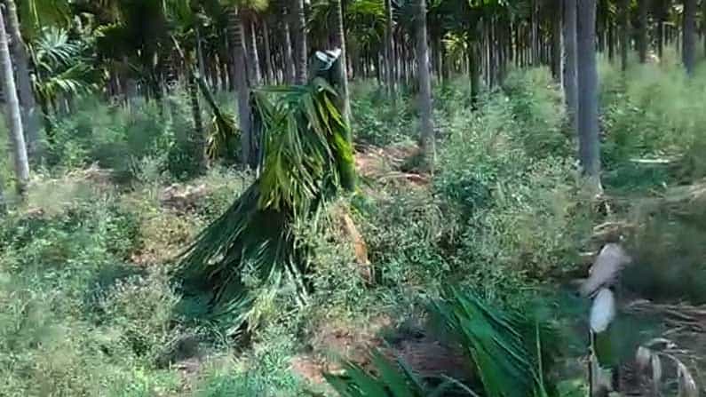 ದಾವಣಗೆರೆಯ ರೈತರಿಗೆ ಸೇರಿದ 100ಕ್ಕೂ ಹೆಚ್ಚು ಅಡಿಕೆ ಮರಗಳನ್ನು ಕಡಿದು ಪರಾರಿಯಾದ ದುಷ್ಕರ್ಮಿಗಳು ದಾವಣಗೆರೆಯ ರೈತರಿಗೆ ಸೇರಿದ 100ಕ್ಕೂ ಹೆಚ್ಚು ಅಡಿಕೆ ಮರಗಳನ್ನು ಕಡಿದು ಪರಾರಿಯಾದ ದುಷ್ಕರ್ಮಿಗಳು