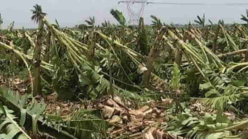 ಕಂಗಾಲಾದ ಗದಗದ ರೈತರು; ವರ್ಷವಿಡೀ ಕಷ್ಟಪಟ್ಟು ಬೆಳೆದ ಏಲಕ್ಕಿ ಬಾಳೆ ಎರಡೇ ನಿಮಿಷದಲ್ಲಿ ಮಣ್ಣುಪಾಲು