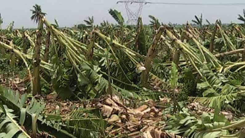 ಕಂಗಾಲಾದ ಗದಗದ ರೈತರು; ವರ್ಷವಿಡೀ ಕಷ್ಟಪಟ್ಟು ಬೆಳೆದ ಏಲಕ್ಕಿ ಬಾಳೆ ಎರಡೇ ನಿಮಿಷದಲ್ಲಿ ಮಣ್ಣುಪಾಲು ಕಂಗಾಲಾದ ಗದಗದ ರೈತರು; ವರ್ಷವಿಡೀ ಕಷ್ಟಪಟ್ಟು ಬೆಳೆದ ಏಲಕ್ಕಿ ಬಾಳೆ ಎರಡೇ ನಿಮಿಷದಲ್ಲಿ ಮಣ್ಣುಪಾಲು