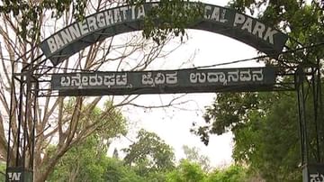 ಒಂಟಿ ಸಲಗ ದಾಳಿಯಿಂದ ಜೈವಿಕ ಉದ್ಯಾನವನದ ಆನೆ ಸಾವು, ಅಧಿಕಾರಿಗಳ‌ ನಿರ್ಲಕ್ಷ್ಯವೇ ಕಾರಣ ಎಂದು ಸ್ಥಳೀಯರ ಆರೋಪ