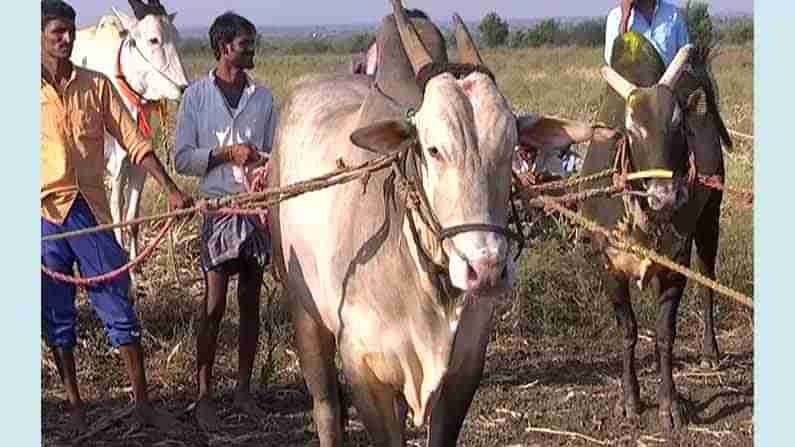 ಖಾಲಿ ಗಾಡಾ ಸ್ಪರ್ಧೆ; ಜೋಡಿ ಎತ್ತುಗಳ ಓಟಕ್ಕೆ ಮನಸೋತ ಹಾವೇರಿ ಗ್ರಾಮಸ್ಥರು