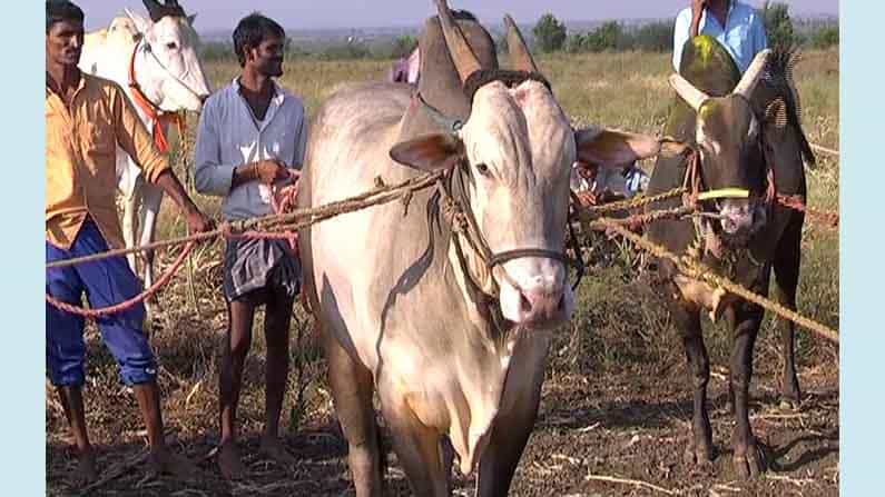 ಖಾಲಿ ಗಾಡಾ ಸ್ಪರ್ಧೆ; ಜೋಡಿ ಎತ್ತುಗಳ ಓಟಕ್ಕೆ ಮನಸೋತ ಹಾವೇರಿ ಗ್ರಾಮಸ್ಥರು ಖಾಲಿ ಗಾಡಾ ಸ್ಪರ್ಧೆ; ಜೋಡಿ ಎತ್ತುಗಳ ಓಟಕ್ಕೆ ಮನಸೋತ ಹಾವೇರಿ ಗ್ರಾಮಸ್ಥರು