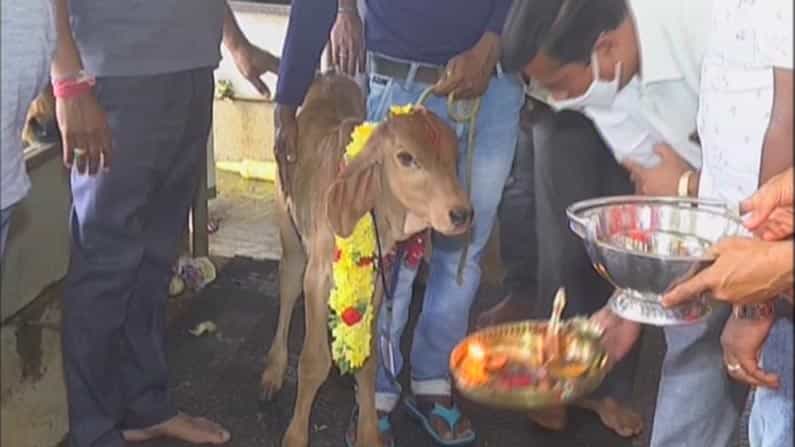 ಶಿವರಾತ್ರಿ ದಿನದಂದು ಹುಟ್ಟಿದ ಕರುವಿಗೆ ನಾಮಕರಣ; ಶಾಸ್ತ್ರೋಕ್ತವಾಗಿ ಹೆಸರಿಟ್ಟು ಸಂಭ್ರಮಿಸಿದ ಸಿಲಿಕಾನ್ ಸಿಟಿ ಮಂದಿ