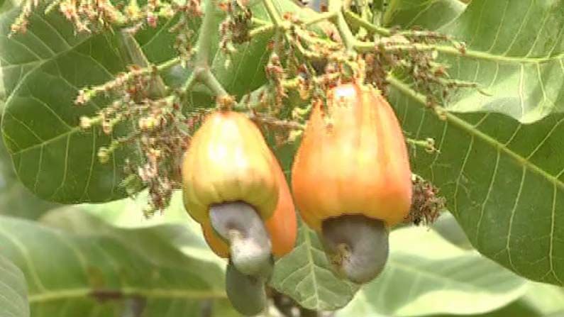 cashew crop