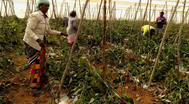 covid curfew loss urati agrahara farmer in kolar taluk destroys capsicum crop  (2)