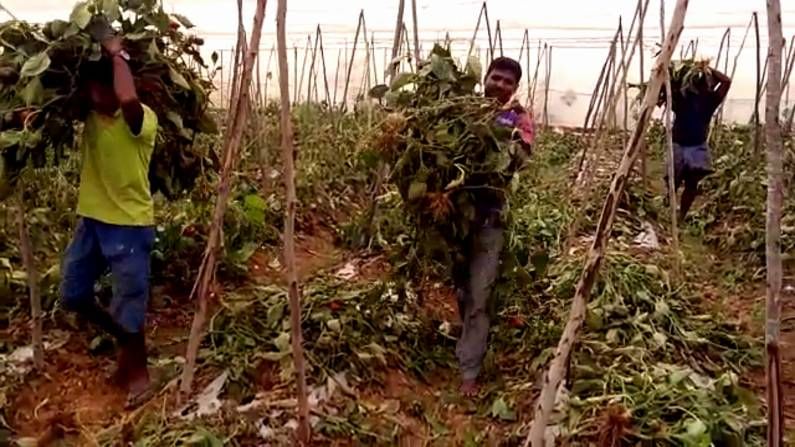 ಕೊರೊನಾ ಲಾಕ್ ಡೌನ್ ಹಿನ್ನೆಲೆ ಬೆಲೆ ಸಿಗದೆ ದಪ್ಪ ಮಣಸಿನಕಾಯಿ ಬೆಳೆ ನಾಶ ಮಾಡಿದ ರೈತರು