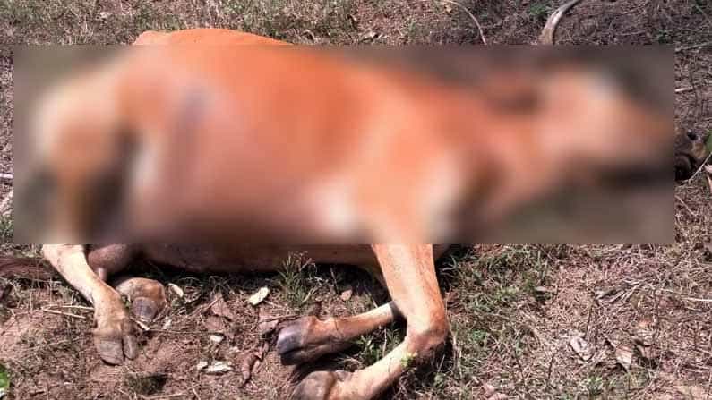 ಹಸುಗಳಿಗೆ ಗುಂಡಿಟ್ಟು ಕತ್ತು ಕೊಯ್ದು ಹತ್ಯೆ; ಕೊಡಗಿನಲ್ಲಿ ದುಷ್ಕರ್ಮಿಗಳಿಂದ ಅಮಾನವೀಯ ಕೃತ್ಯ ಹಸುಗಳಿಗೆ ಗುಂಡಿಟ್ಟು ಕತ್ತು ಕೊಯ್ದು ಹತ್ಯೆ; ಕೊಡಗಿನಲ್ಲಿ ದುಷ್ಕರ್ಮಿಗಳಿಂದ ಅಮಾನವೀಯ ಕೃತ್ಯ