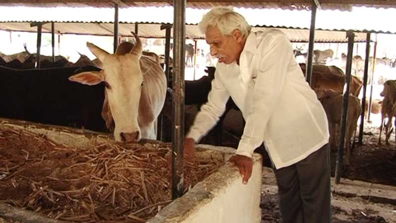 cow shed 