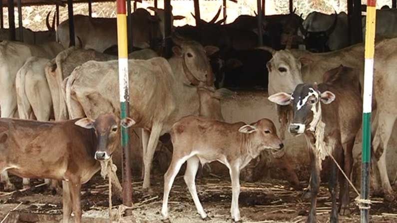 ಅನಾಥ ಗೋವುಗಳಿಗೆ ಆಪ್ತರಕ್ಷಕರಾದ ಕುಟುಂಬ; ತಂದೆಯ ಕೊನೆಯ ಆಸೆ ಈಡೇರಿಸಲು ಗೋವುಗಳ ಆರೈಕೆ