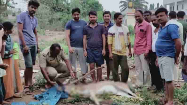 ನಾಯಿಗಳ ದಾಳಿಗೆ ತತ್ತರಿಸಿದ ಜಿಂಕೆ; ಪೊಲೀಸರು ಮತ್ತು ಅರಣ್ಯ ಅಧಿಕಾರಿಗಳ ಸಮಯ ಪ್ರಜ್ಞೆಯಿಂದ ಕಾಡು ಸೇರಿದ ಮೂಕಪ್ರಾಣಿಗಳು