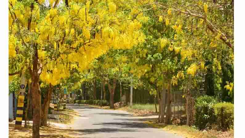 Spring : ಪೂರ್ವದ ಪುರವಾಯಿ ಎನ್ನುವ ಪದವೇ ಎಷ್ಟು ಹಿತ