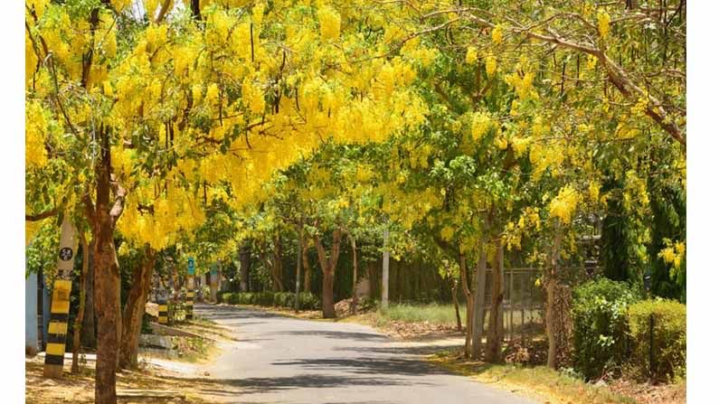 Spring : ಪೂರ್ವದ ಪುರವಾಯಿ ಎನ್ನುವ ಪದವೇ ಎಷ್ಟು ಹಿತ