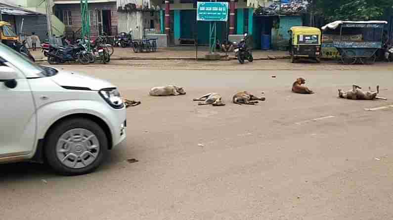 ಬೀದಿ ನಾಯಿಗಳ ಕಾಟಕ್ಕೆ ನಲುಗಿದ ಹಾವೇರಿ ಜನತೆ; ಅಧಿಕಾರಿಗಳ ನಿರ್ಲಕ್ಷ್ಯಕ್ಕೆ ಸಾರ್ವಜನಿಕರ ಆಕ್ರೋಶ