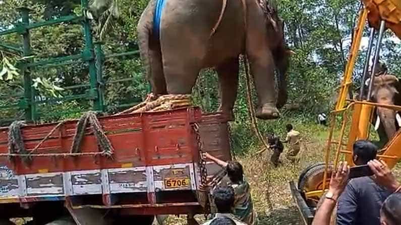 ಮಡಿಕೇರಿ ರೈತರ ಜಮೀನಿಗೆ ನುಗ್ಗಿ ಬೆಳೆ ಹಾನಿ ಮಾಡುತ್ತಿದ್ದ ಆನೆ ಸೆರೆ ಮಡಿಕೇರಿ ರೈತರ ಜಮೀನಿಗೆ ನುಗ್ಗಿ ಬೆಳೆ ಹಾನಿ ಮಾಡುತ್ತಿದ್ದ ಆನೆ ಸೆರೆ