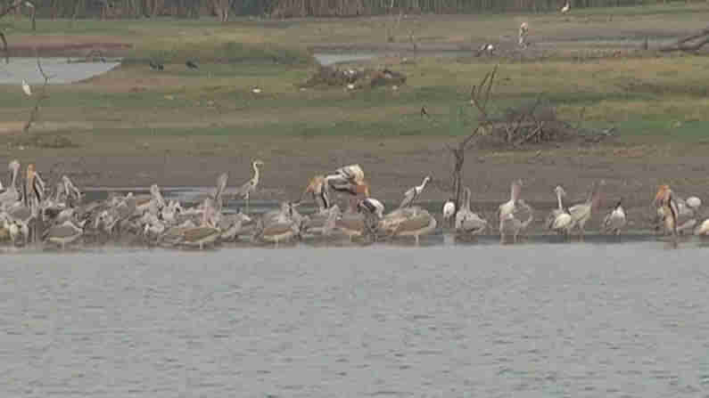 ರಾಮನಗರ ಜಿಲ್ಲೆಯ ಕೆರೆಯಲ್ಲಿ ಬೀಡುಬಿಟ್ಟಿವೆ ವಿವಿಧ ಜಾತಿಯ ಪಕ್ಷಿಗಳು; ಬೇಸಿಗೆಯಲ್ಲೂ ತುಂಬಿ ತುಳುಕುತ್ತಿದೆ ತಿಟ್ಟಮಾರನಹಳ್ಳಿ ಕೆರೆ