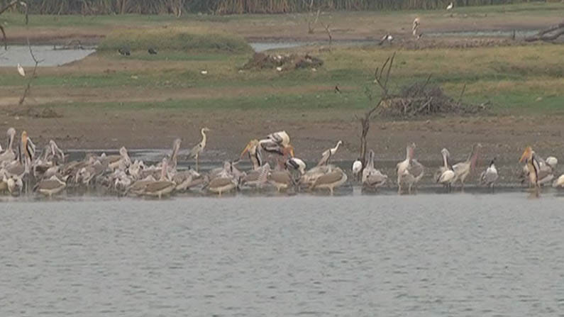 ರಾಮನಗರ ಜಿಲ್ಲೆಯ ಕೆರೆಯಲ್ಲಿ ಬೀಡುಬಿಟ್ಟಿವೆ ವಿವಿಧ ಜಾತಿಯ ಪಕ್ಷಿಗಳು; ಬೇಸಿಗೆಯಲ್ಲೂ ತುಂಬಿ ತುಳುಕುತ್ತಿದೆ ತಿಟ್ಟಮಾರನಹಳ್ಳಿ ಕೆರೆ