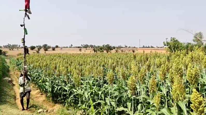 ಗುಬ್ಬಿ ಉಪಟಳದಿಂದ ಮೆಕ್ಕೆಜೋಳ ಉಳಿಸಿಕೊಳ್ಳಲು ಕೋಟೆನಾಡು ರೈತನಿಂದ ವಿನೂತನ ಪ್ರಯೋಗ ಗುಬ್ಬಿ ಉಪಟಳದಿಂದ ಮೆಕ್ಕೆಜೋಳ ಉಳಿಸಿಕೊಳ್ಳಲು ಕೋಟೆನಾಡು ರೈತನಿಂದ ವಿನೂತನ ಪ್ರಯೋಗ