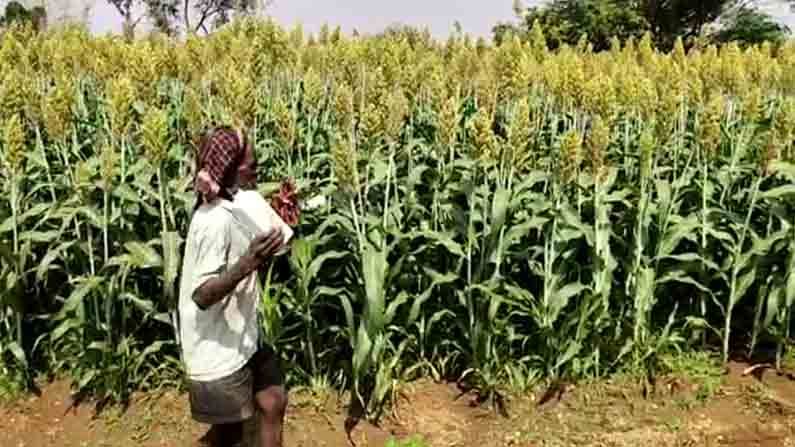 maize farmer