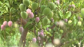ಯುಗಾದಿಗೆ ಕನಿಷ್ಠ ಉಡದಾರವಾದರೂ ಹೊಸದಿರಬೇಕು; ದಾವಣಗೆರೆಯಲ್ಲಿ ಉಡದಾರ ಉತ್ಸವಕ್ಕೆ ಸಕಲ ಸಿದ್ಧತೆ