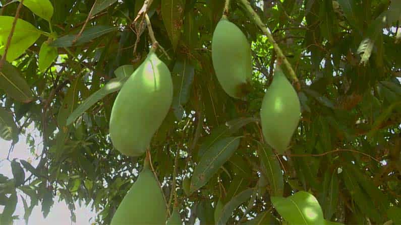 ಅಕಾಲಿಕ ಮಳೆ, ಕೀಟ ಬಾಧೆ; ಆತಂಕದಲ್ಲಿ ಕೋಲಾರದ ಮಾವಿನ ಬೆಳೆಗಾರರು ಅಕಾಲಿಕ ಮಳೆ, ಕೀಟ ಬಾಧೆ; ಆತಂಕದಲ್ಲಿ ಕೋಲಾರದ ಮಾವಿನ ಬೆಳೆಗಾರರು