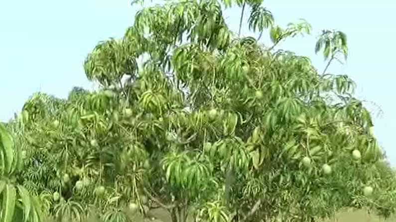 ಸಾವಯವ ಕೃಷಿ ಮೂಲಕ ಮಾವು ಬೆಳೆಯಲ್ಲಿ ಯಶಸ್ಸು ಕಂಡ ಹಾವೇರಿ ರೈತ ಸಾವಯವ ಕೃಷಿ ಮೂಲಕ ಮಾವು ಬೆಳೆಯಲ್ಲಿ ಯಶಸ್ಸು ಕಂಡ ಹಾವೇರಿ ರೈತ