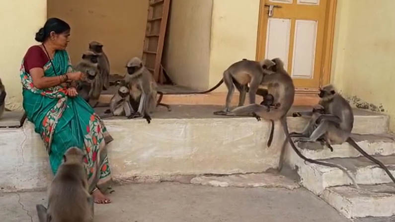 ಮಂಗಗಳ ಹಸಿವು ನೀಗಿಸಲೆಂದೇ ಮನೆಯಲ್ಲಿ ತಯಾರಾಗುತ್ತದೆ ಅಧಿಕ ಅಡುಗೆ; ವಾನರ ಸೇನೆಗೆ ಮಾತೆ ಆದ ಬಾಗಲಕೋಟೆ ಮಹಿಳೆ