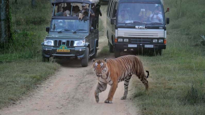 mysuru safari 