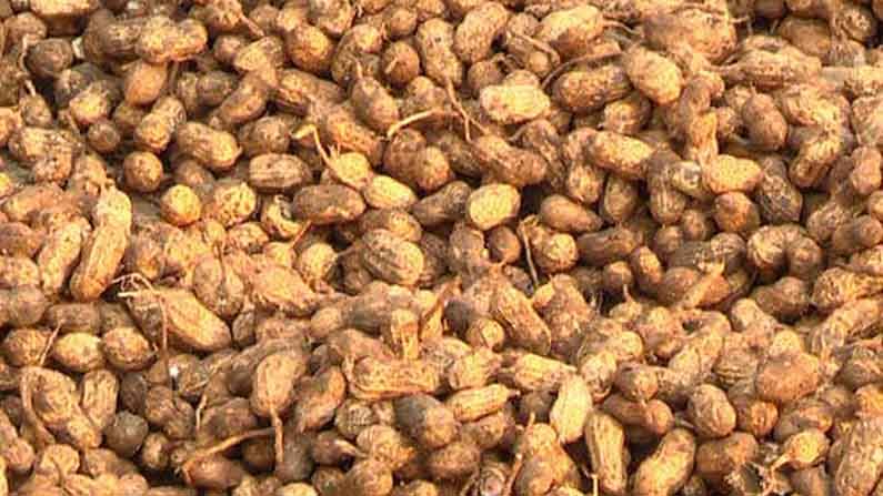 peanuts crop 