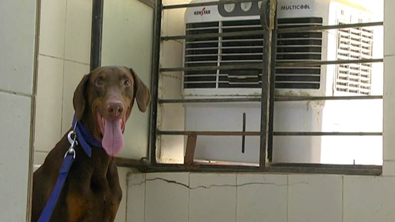 police dog cooler 